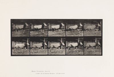 Planche 680. Oryx; Galopant - Eadweard Muybridge