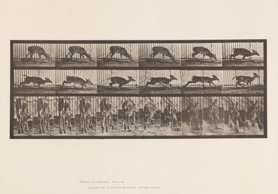 Planche 681. Cerf de Virginie ; (Sans bois) Bouc marchant - Eadweard Muybridge