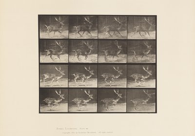 Daim; mâle; A, trottant; B, galopant - Eadweard Muybridge