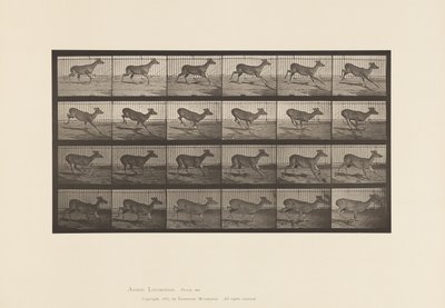 Cerf de Virginie; (sans bois); mâle; galopant - Eadweard Muybridge