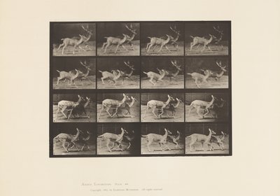Daim; A, mâle et femelle; B, deux femelles; trottant - Eadweard Muybridge