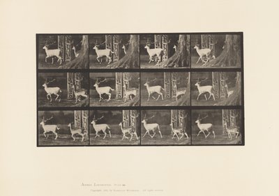 Daim; mâle et femelle; trottant - Eadweard Muybridge