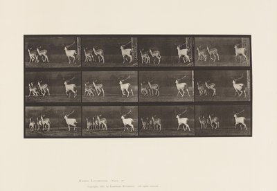 Planche 687. Daim; Cerf et groupe de biches; Galopant - Eadweard Muybridge