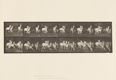 Planche 688. Daim ; Bouc et groupe de biches ; Galopant - Eadweard Muybridge