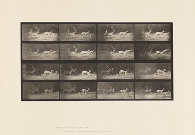 Planche 689. Daim; A, B, Cerf et Groupe de Biches; Galopant - Eadweard Muybridge