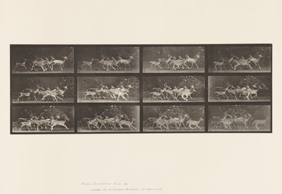 Planche 690. Daim; Cerf et groupe de biches; Divers mouvements - Eadweard Muybridge