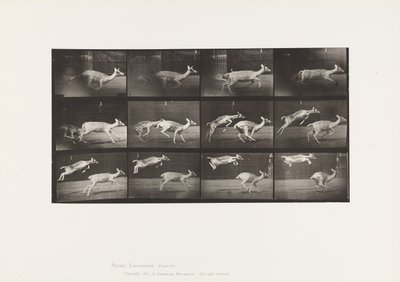 Planche 691. Daim; Biche; Galopant; et Faon; Sautant - Eadweard Muybridge