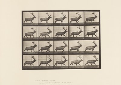Planche 692. Élan, trottant - Eadweard Muybridge