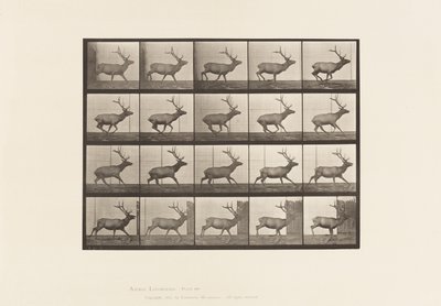 Planche 693. Élan, galopant - Eadweard Muybridge
