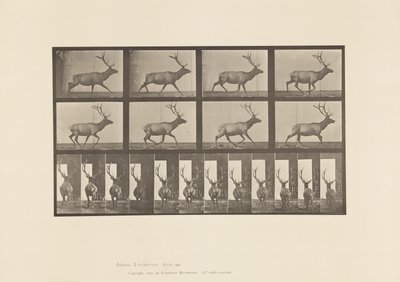 Planche 694. Élan, Galopant - Eadweard Muybridge