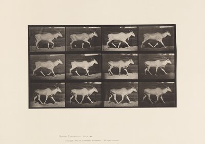 Planche 696. Éland, Trottant - Eadweard Muybridge