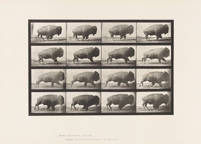 Buffle; galopant - Eadweard Muybridge