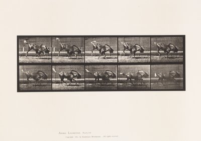 Planche 702. Gnou ; Ruant et galopant - Eadweard Muybridge