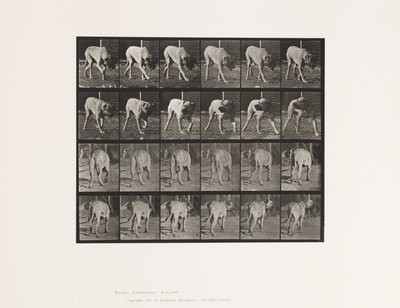 Planche 703. Chien; Marchant; Mâtin Interrompu - Eadweard Muybridge