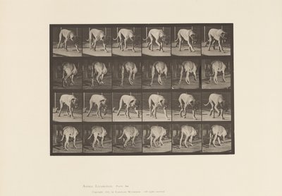 Planche 704. Chien; Marchant; Mâtin - Eadweard Muybridge