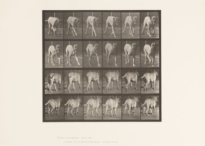Planche 705. Chien; Trottant; Mastiff - Eadweard Muybridge