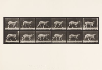 Planche 706. Chien; Trottant; Mastiff - Eadweard Muybridge