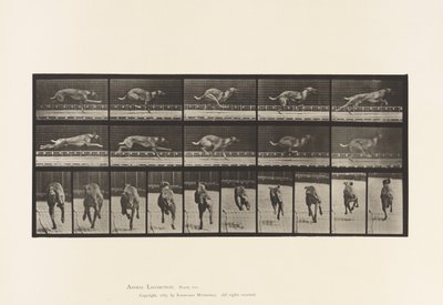 Planche 708. Chien; Galopant; Lévrier de Course Marron - Eadweard Muybridge