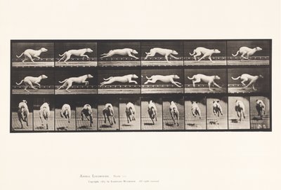 Chien; galopant; lévrier blanc Maggie - Eadweard Muybridge