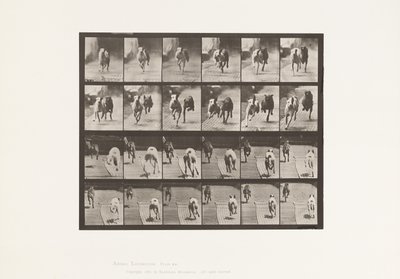 Planche 711. Chiens; Deux en course; A, B; Lévriers de course, Ike & Maggie - Eadweard Muybridge