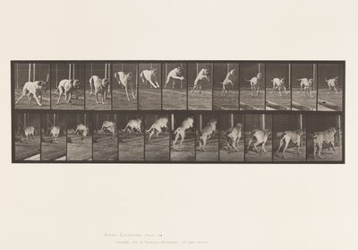 Chien; sautant une haie; mastiff, Dread - Eadweard Muybridge