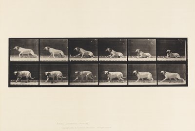 Planche 714. Chien; Éveillé par une torpille; Mastiff-Smith - Eadweard Muybridge