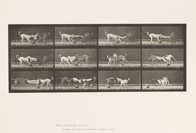 Planche 715. Chiens ; Trois, tirant sur une serviette, Ike, Maggie, etc. - Eadweard Muybridge