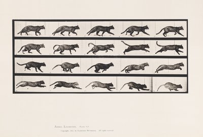 Planche 717. Chat; Trottant; Changeant en Galopant - Eadweard Muybridge