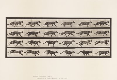 Planche 718. Chat; Trottant; Passage au galop - Eadweard Muybridge