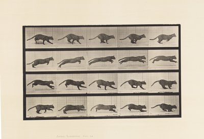 Planche 719. Chat ; Galopant - Eadweard Muybridge