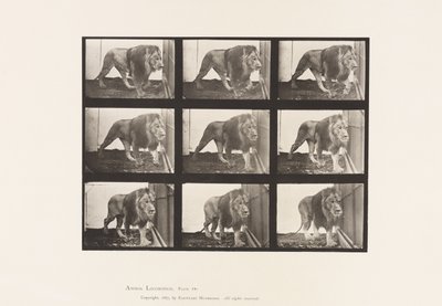 Planche 721. Lion ; Marchant - Eadweard Muybridge