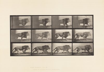 Planche 722. Lion; Marchant - Eadweard Muybridge