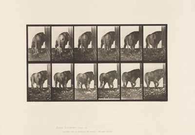 Planche 724. Lion; Marchant, Se Retournant - Eadweard Muybridge