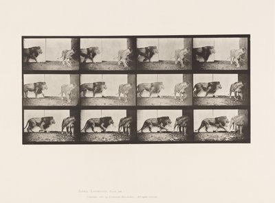 Planche 726. Lion et lionne ; Marchant - Eadweard Muybridge