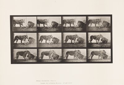Planche 727. Lionne ; Marchant ; Lion ; Allongé - Eadweard Muybridge