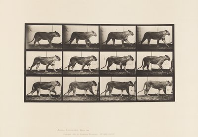 Lionne; marchant; lion; couché - Eadweard Muybridge