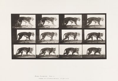 Planche 729. Tigresse; Marchant - Eadweard Muybridge