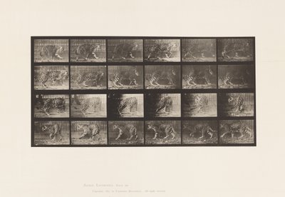 Planche 731. Jaguar ; A, Marchant ; B, Se retournant - Eadweard Muybridge