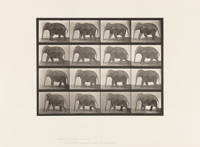 Planche 732. Éléphant; Marchant - Eadweard Muybridge