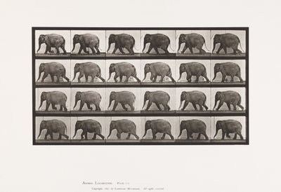 Éléphant; marchant - Eadweard Muybridge
