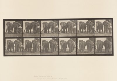 Planche 734. Éléphants; Deux, marchant - Eadweard Muybridge