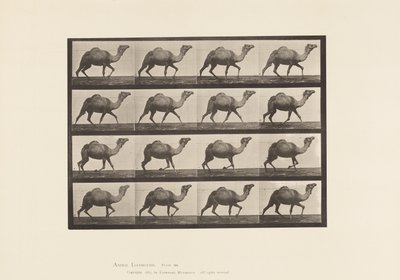 Planche 736. Chameau égyptien ; Racking - Eadweard Muybridge