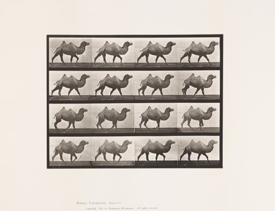 Planche 737. Chameau de Bactriane ; Marchant - Eadweard Muybridge