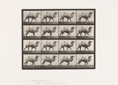 Chameau de Bactriane; marchant - Eadweard Muybridge