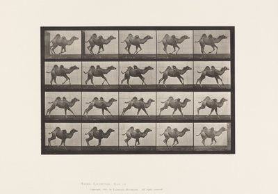 Chameau de Bactriane; (jeune), galopant - Eadweard Muybridge