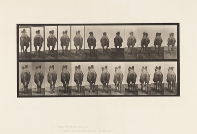 Planche 741. Chameau de Bactriane; A, Marchant; B, Amblant - Eadweard Muybridge