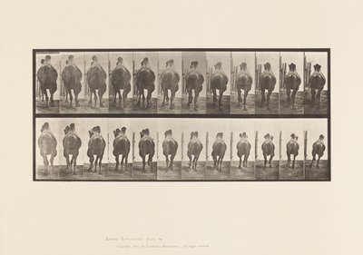 Planche 742. Chameau de Bactriane; A, Amblant; B, Galopant - Eadweard Muybridge