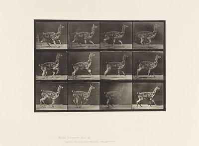 Guanaco; galopant - Eadweard Muybridge
