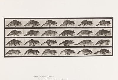 Planche 744. Raton Laveur; Marchant; Changeant en Galopant - Eadweard Muybridge