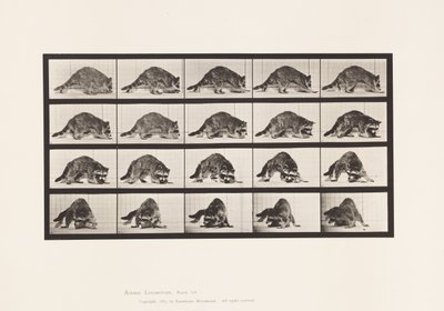 Planche 745. Raton Laveur; Marchant; et Se Retournant - Eadweard Muybridge